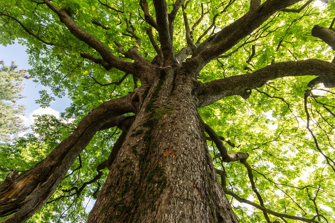 alberi poetici